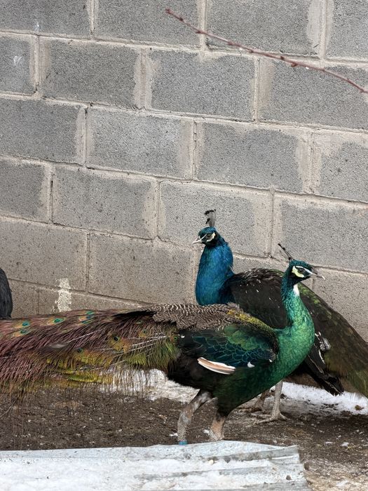 Зеленый павлин павлины зеленый