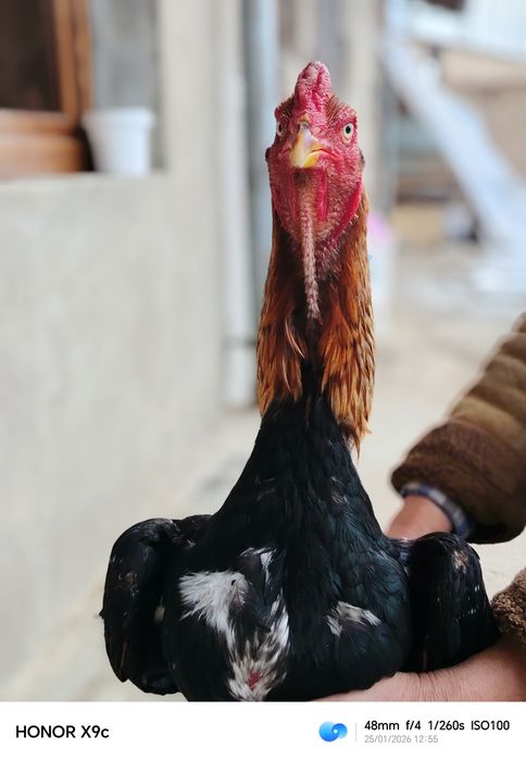 Дакан хороз сотилади