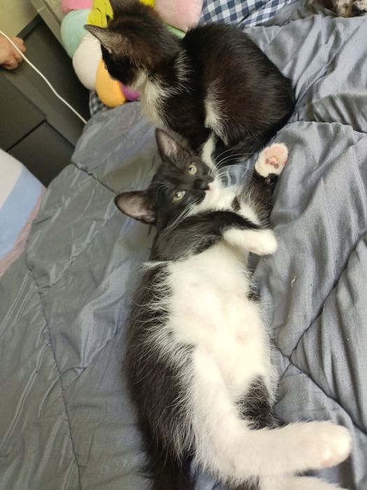 Отдам котят бесплатно