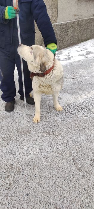 Дорощенный алабай