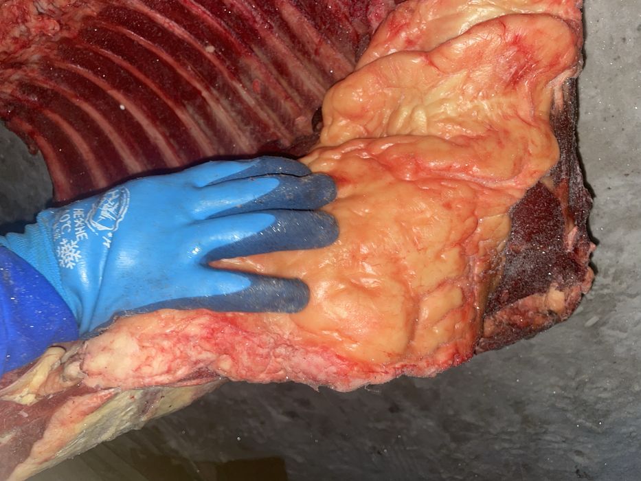 Соғым. Жабағы еті. Семейден келді.