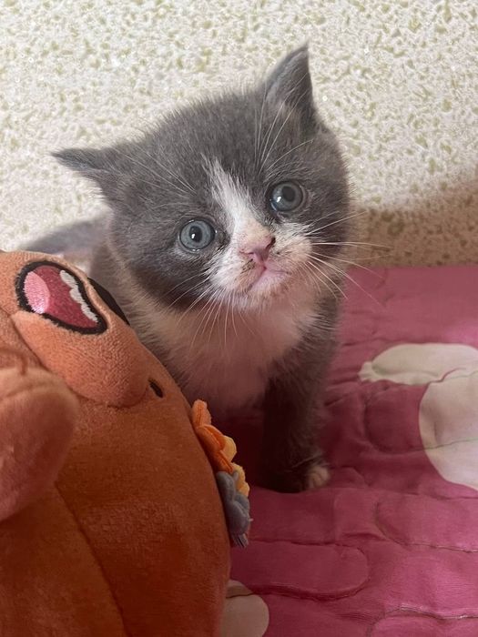 Котёнок Скоттиш страйт