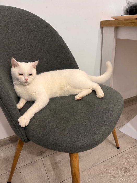 Ofer pisica alba spre adoptie!