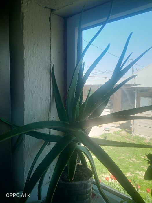 Алоэ вера сатамын