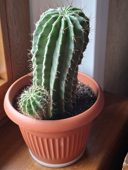 Кактус взрослый с деткой