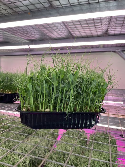 Микрозелень гороха