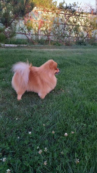 Пропал Шпиц село КазЦинк