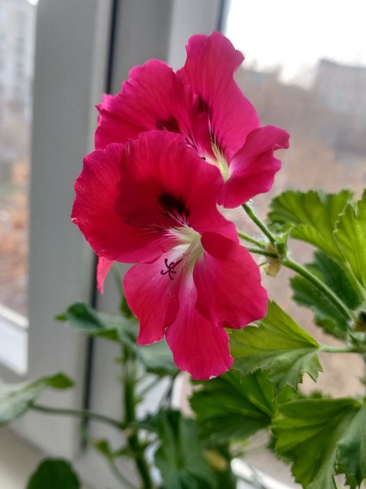 Продам пеларгонии