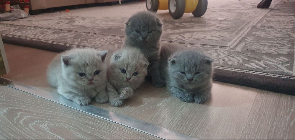 Продается котята