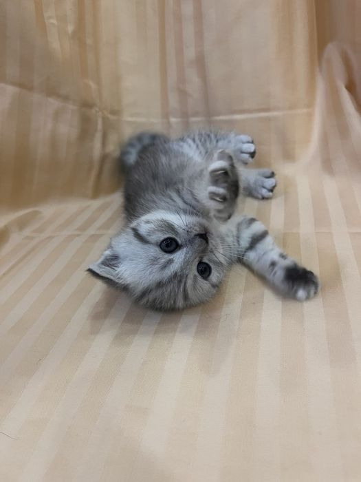 Продаются британские котята 3 мальчика.