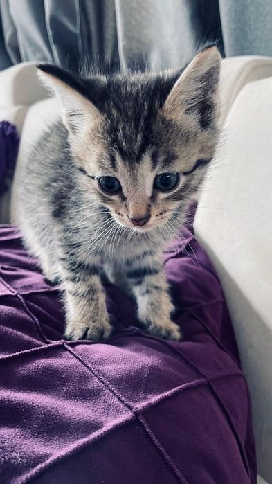 Симпоичные котятки