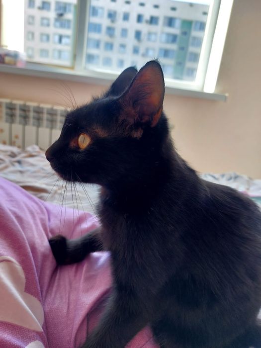 Кошка бесплатно в добрые руки