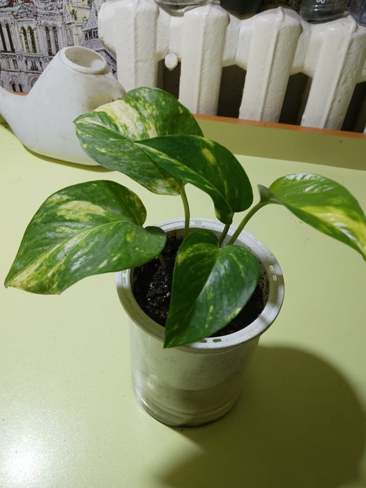 Продают цветы, эпипремнум, филодендрон, и черенки эпипремнума