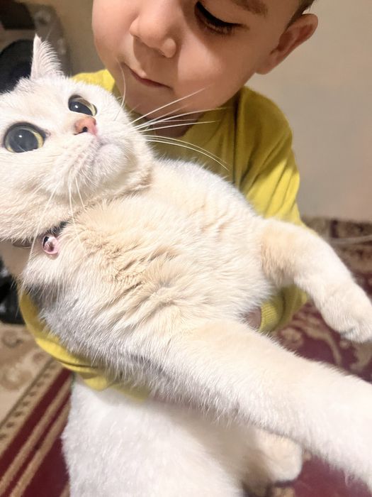 Британский шиншила