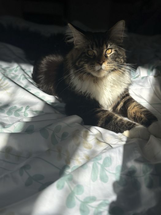 Вязка кот мейн кун