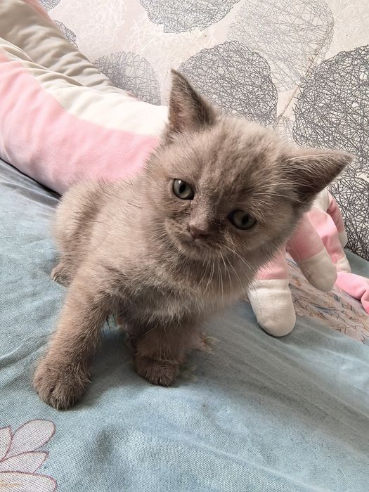 Отдам котёнка девочку