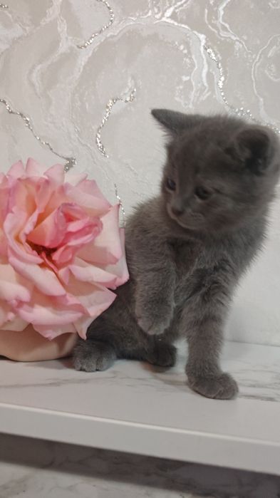 Продам милых  котят