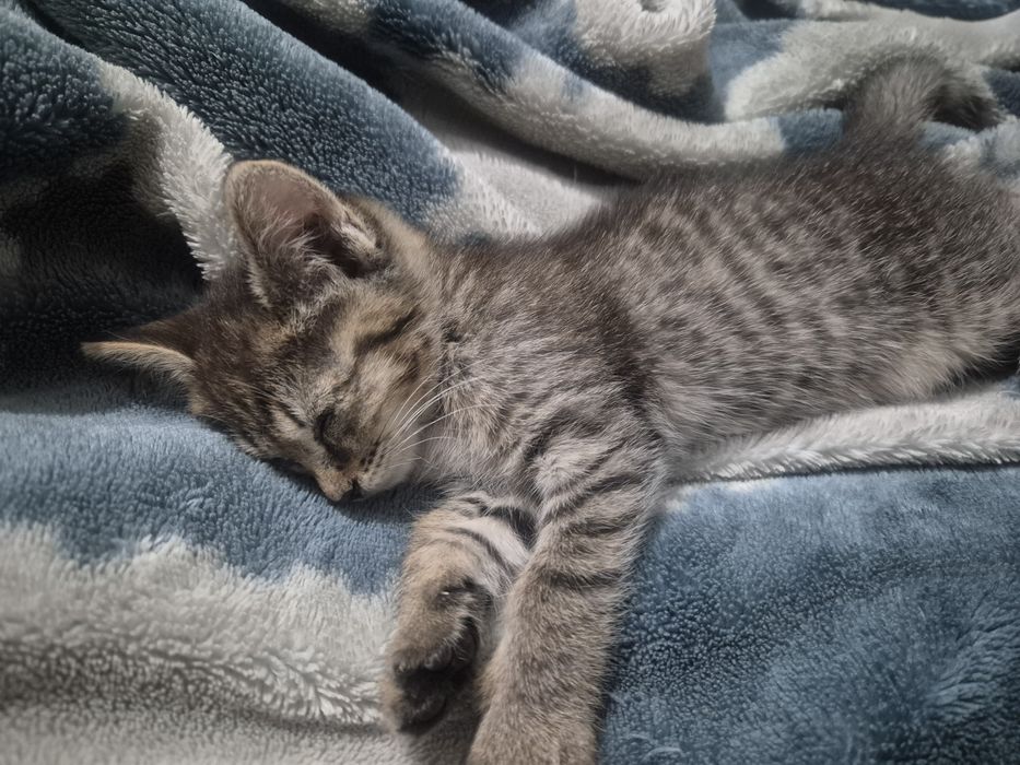 Отдам котёнка девочка