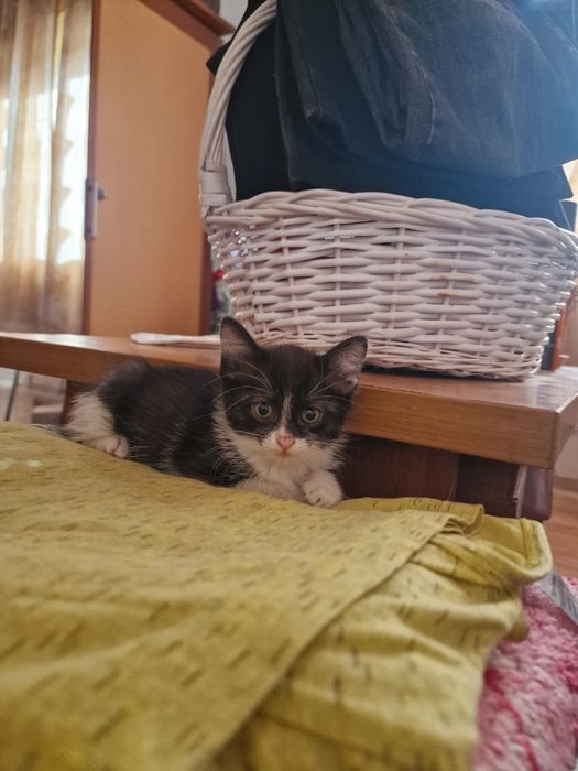 Отдаем котят милашей