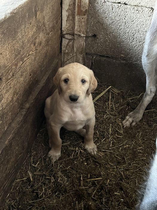 Продам щенка тазы элитных , рабочих кровей  кровей