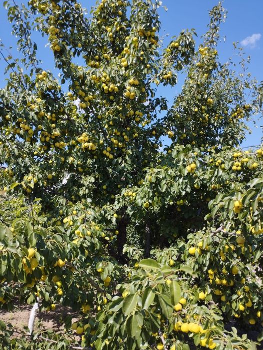 Продаётся дом в пос. Переметное