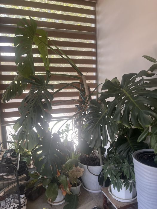 Комнатное растение-Монстера