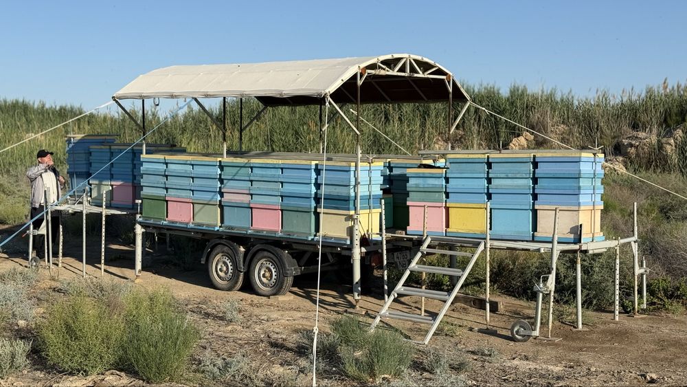 Натуральный мёд Оптом Табиғи бал