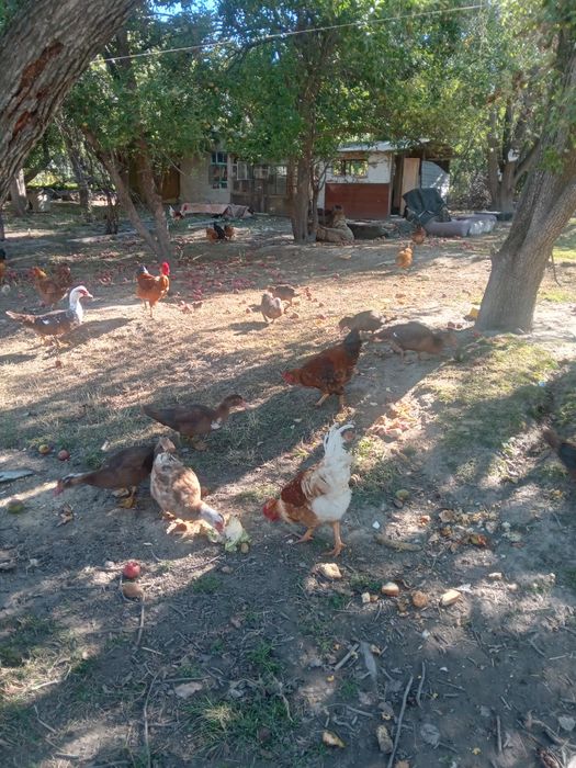 Продам индоуток,