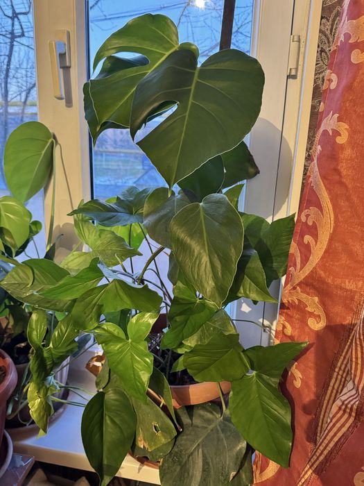 Домашние комнатные цветы