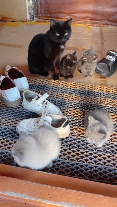 Отдам  котят даром..кошечки и котики