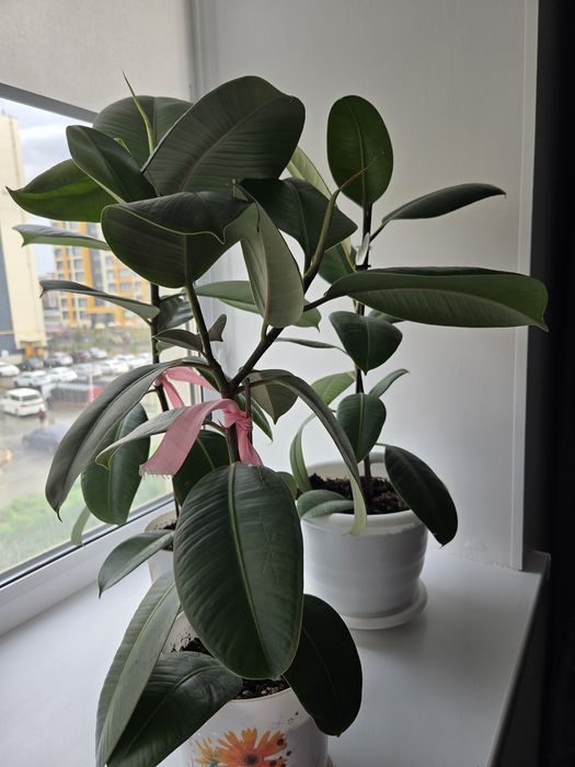 Комнатные цветы  Фикус