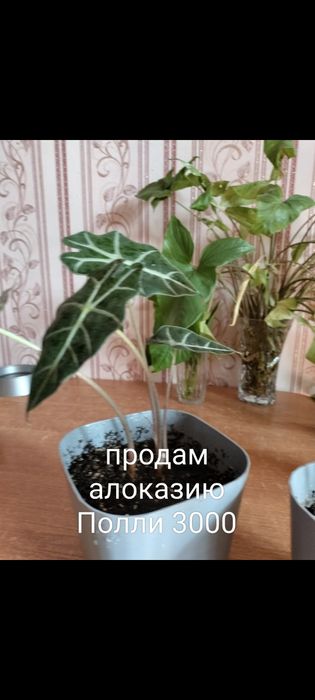 Продам комнатные цветы