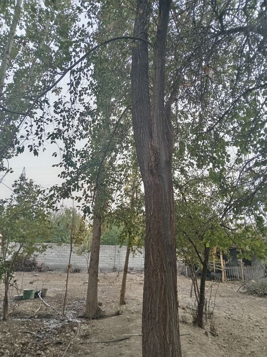 Yong'oq va qayrog'och sotiladi