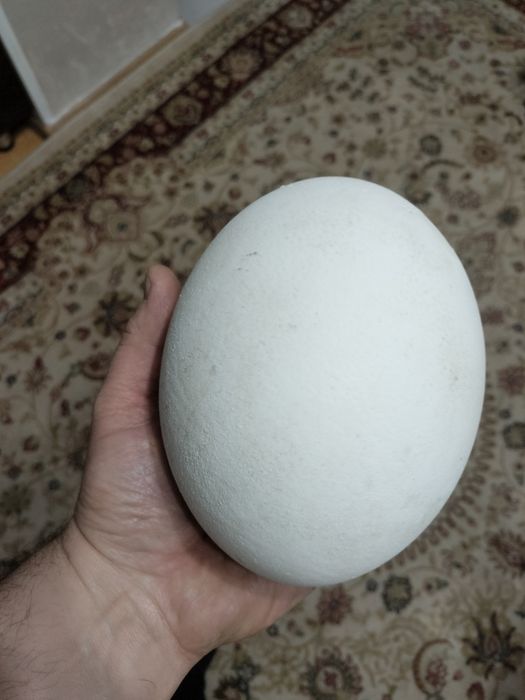 продам африканских страусов