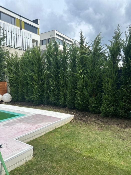 Plante ornamentale de vânzare