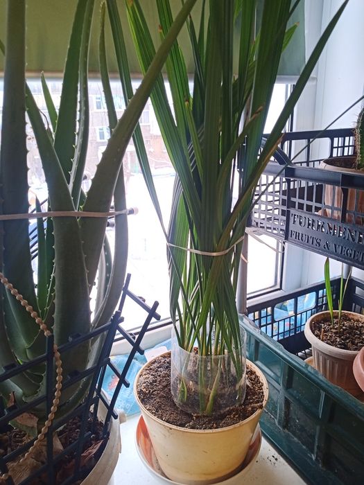 Куст финиковой пальмы, молодой