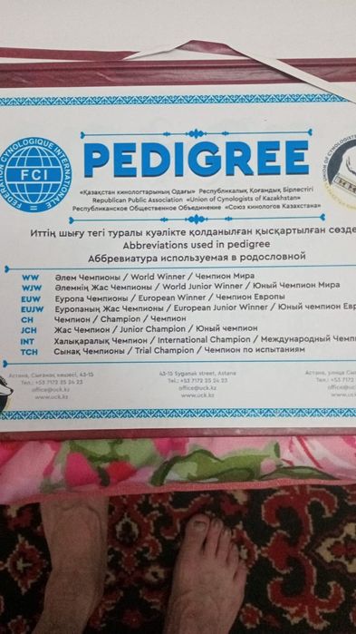 Продам щенят порода Тазы