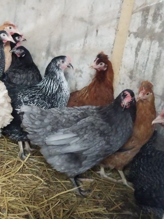 Продам куры домашние