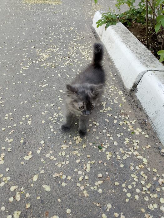 Котёнок в ответственные руки