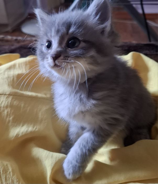 Котята домашние.