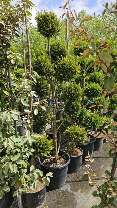 Photinia-Pon pon - Spirale-Catalpa -eunymus