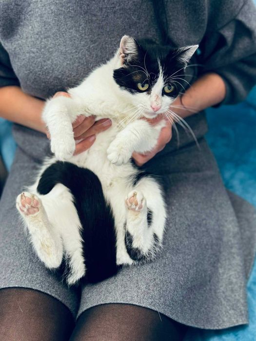 Коте Кари търси дом