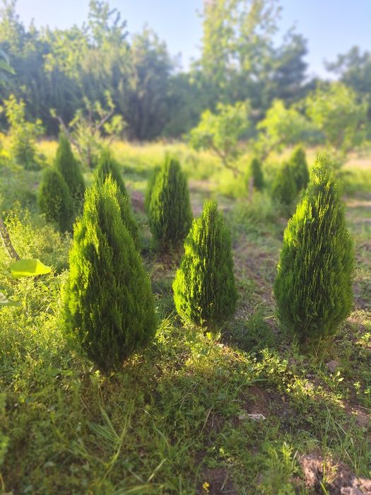 Туя книжный. Туя компактный