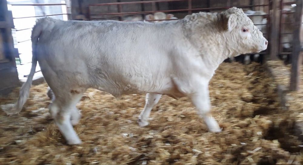Tauri Monta Autorizat Charolais Homozigot fara Coarne