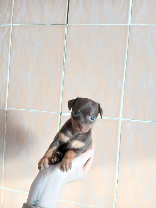 Мини той Девачка