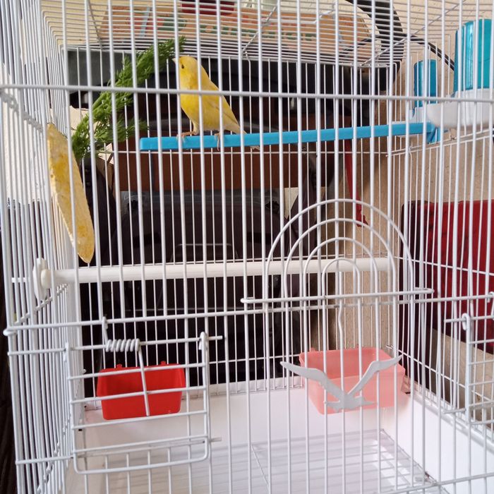 Канарейка певчий самец