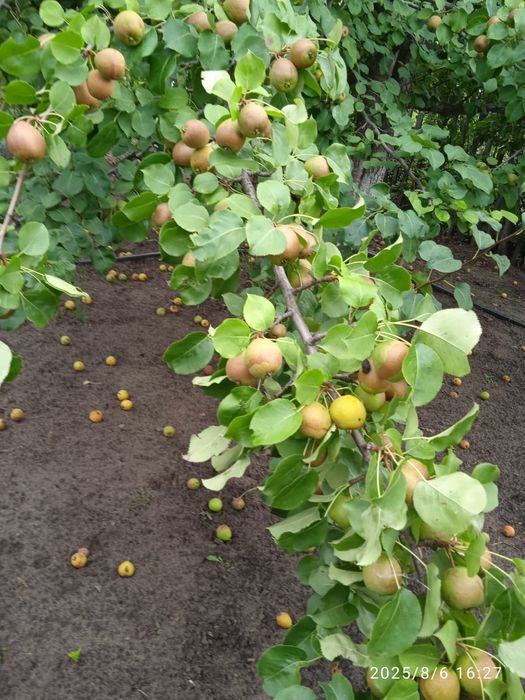 Продам дачу в СО Пригородное