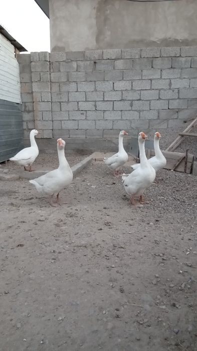 Ақ қазы сатылады