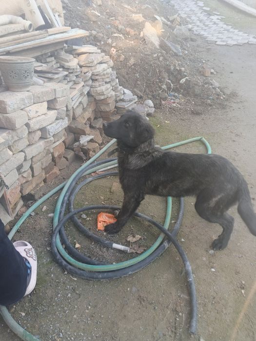 Собачка смешанная со спаниелькой