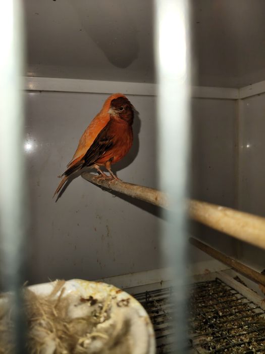 Canari de vânzare